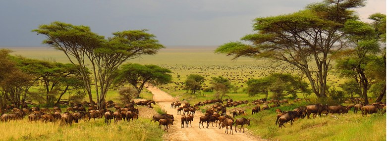 Circuit Tanzanie - Jour 5 : Natron - Serengeti