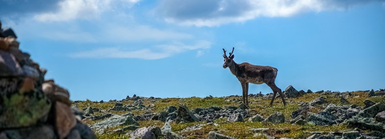 Circuit Canada - Jour 4 : Rimouski - Cap-chat