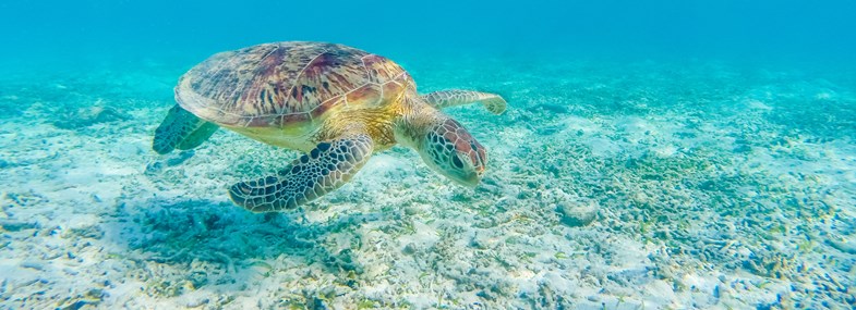 Voyage Mexique - Jour 13 : Akumal - Xpu Ha