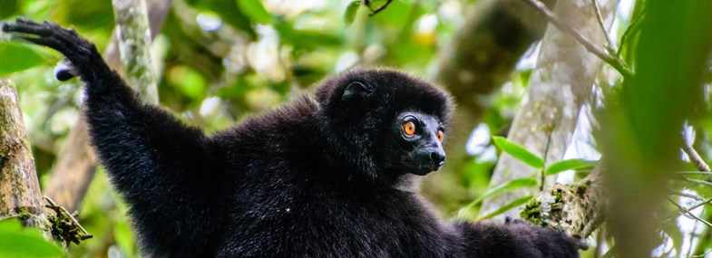 Circuit Madagascar - Jour 4 : Le Parc National d'Andasibe - Cours de danse