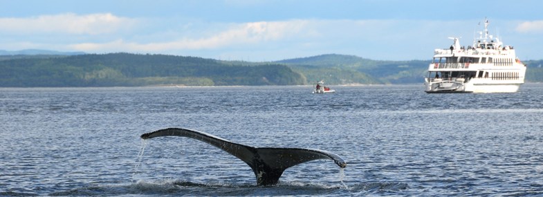 Voyage Canada - Jour 6 : Lac St Jean - Observation des baleines - Région de Tadoussac