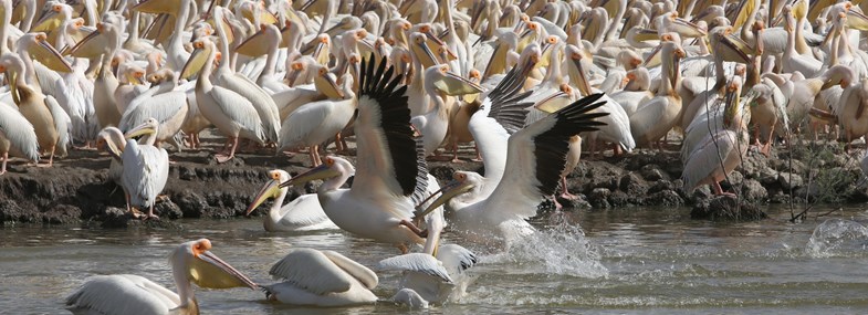 Voyage Sénégal - Jour 5 : Île aux oiseaux en pirogue