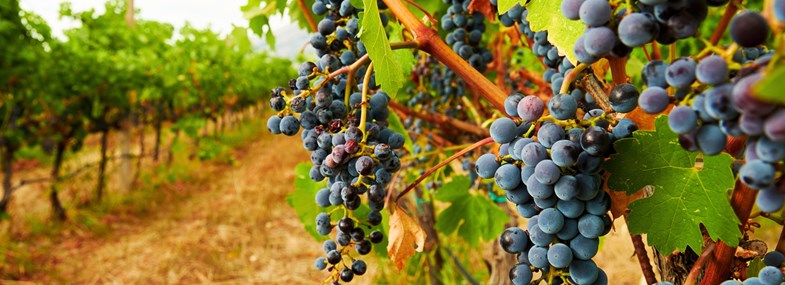Voyage Montenegro - Jour 7 : Le sud du Monténégro - Dégustation de vin 