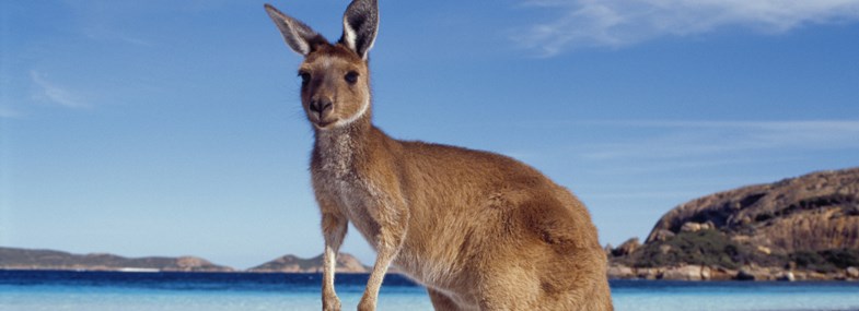Circuit Australie - Jour 5 : Kangaroo Island - Le Parc National de Flinders Chase - Adelaïde