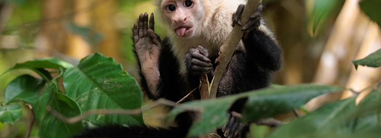 Circuit Costa Rica - Jour 13 : Parc National Corcovado