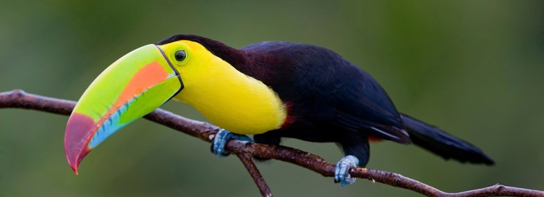 Circuit Costa Rica - Jour 7 : Cahuita