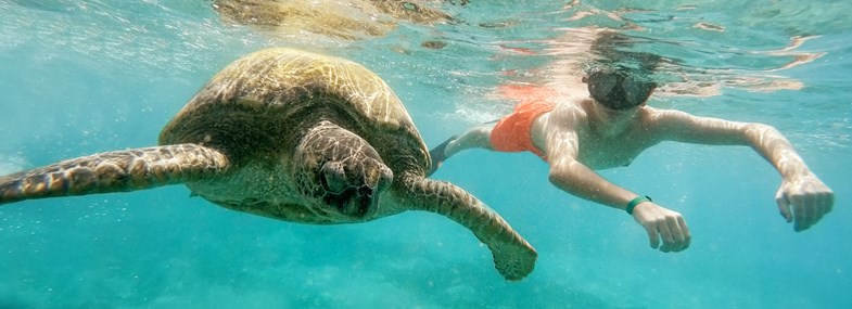 Voyage Cap Vert - Jour 7 : Retour à Santo Antao - Nage avec les Tortues & Capoeira