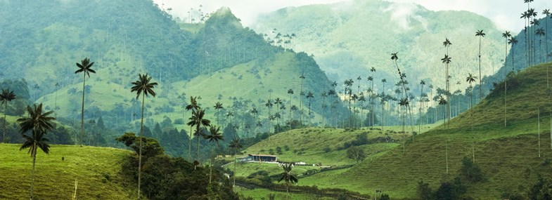 Circuit Colombie - Jour 10 : Salento - Vallée de Cocora