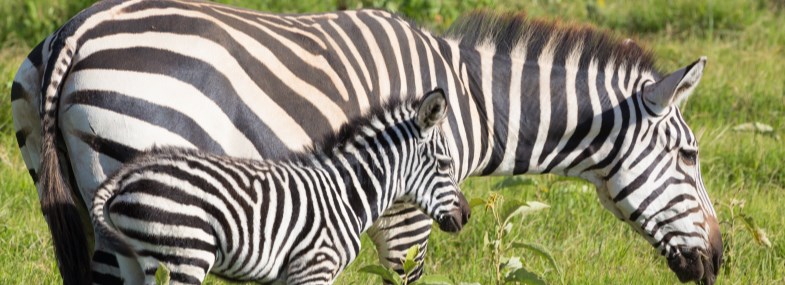 Circuit Namibie - Botswana - Zambie - Jour 14 : Vol retour