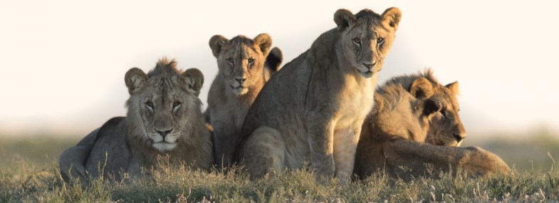 Circuit Namibie - Botswana - Zambie - Jour 8 : Le Parc National d'Etosha