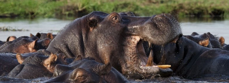 Circuit Namibie - Botswana - Zambie - Jour 9 : Le Parc National d'Etosha - Rundu