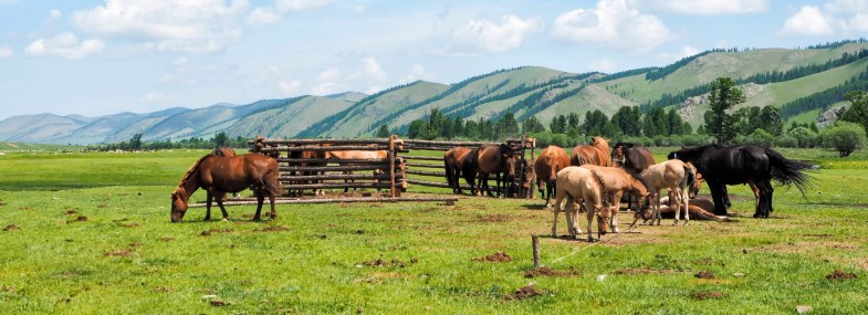 Circuit Mongolie - Jour 9 : Fin de la randonnée itinérante - Les sources chaudes de Tsenkher