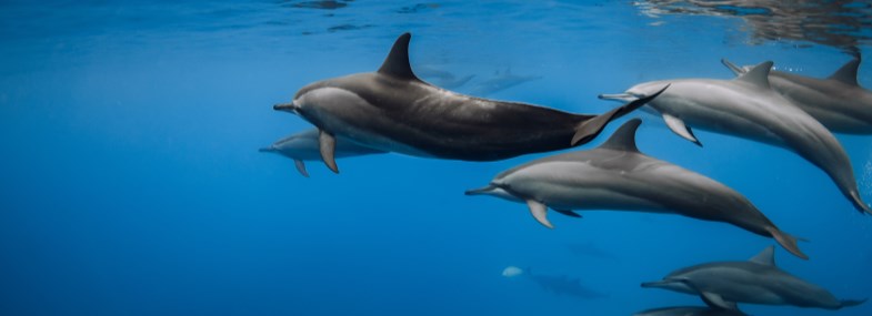 Circuit Philippines - Jour 11 : L'île de Pamilacan - Panglao