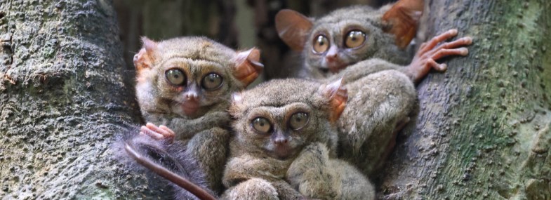 Circuit Philippines - Jour 12 : Retour à Cebu