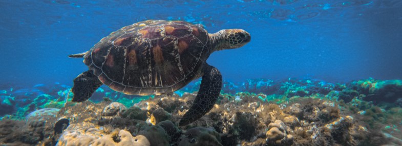 Circuit Philippines - Jour 3 : Cebu - Samboan