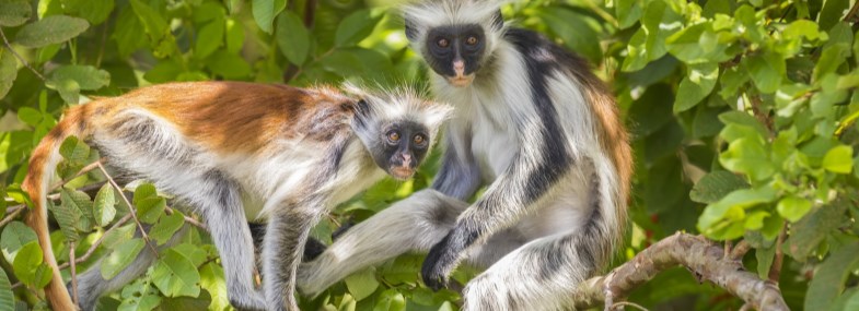Circuit Zanzibar - Jour 7 : La forêt de Jozani