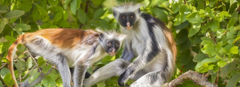 Circuit Zanzibar - Jour 7 : La forêt de Jozani