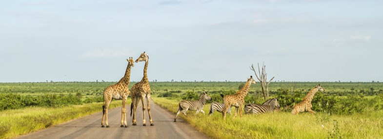 Circuit Mozambique - Afrique du Sud - Jour 3 : Le Parc National Kruger