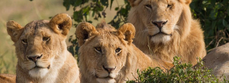 Circuit Mozambique - Afrique du Sud - Jour 4 : Le Parc National Kruger