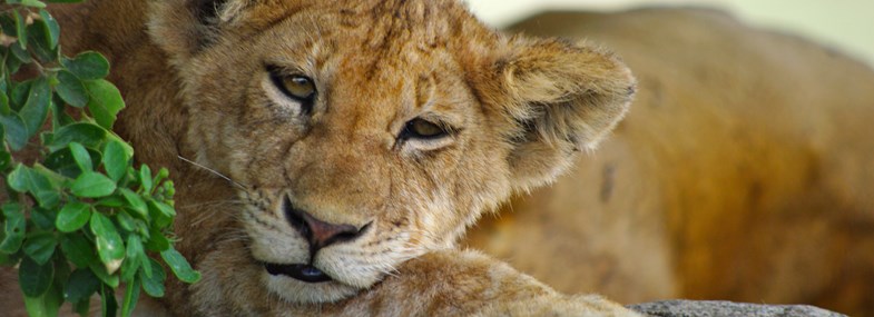 Circuit Ile Maurice - Jour 4 : Visite du Casela nature Parks