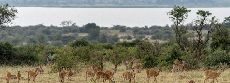 Circuit Ouganda - Jour 7 : Le parc national Queen Elisabeth