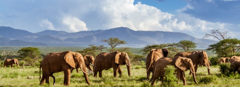 Circuit Afrique du Sud - Jour 3 : Johannesburg - Le Parc national de Pilanesberg