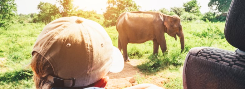 Circuit Afrique du Sud - Jour 4 : Le Parc national de Pilanesberg