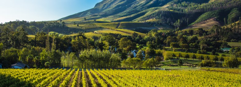 Circuit Afrique du Sud - Jour 8 : La route des vins de Stellenboch