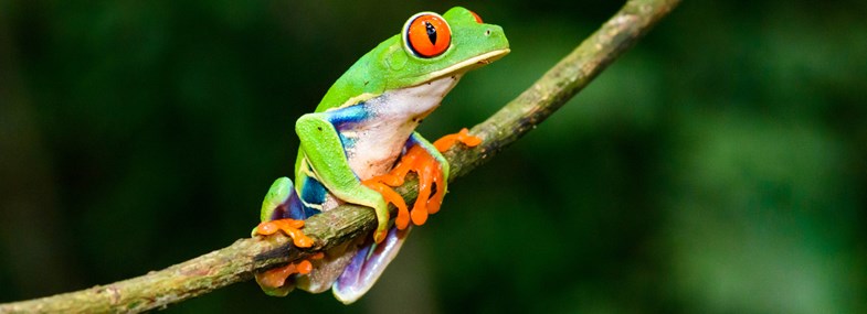 Voyage Costa Rica - Jour 11 : Vol retour en France