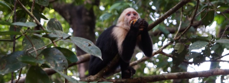 Voyage Costa Rica - Jour 2 : San Jose - Tortuguero