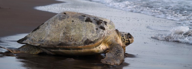 Voyage Costa Rica - Jour 3 : Tortuguero