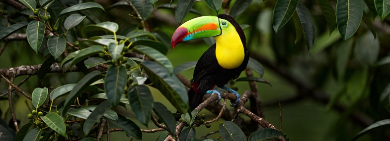 Voyage Costa Rica - Jour 6 : Arenal - Rincon de la Vieja