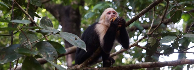 Circuit Costa Rica - Jour 4 : Tortuguero - Arenal