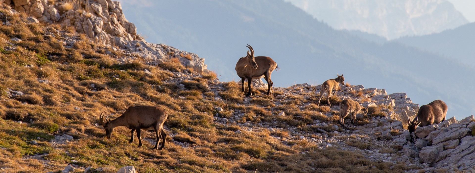 le Mont Aiguilles entre célibataire