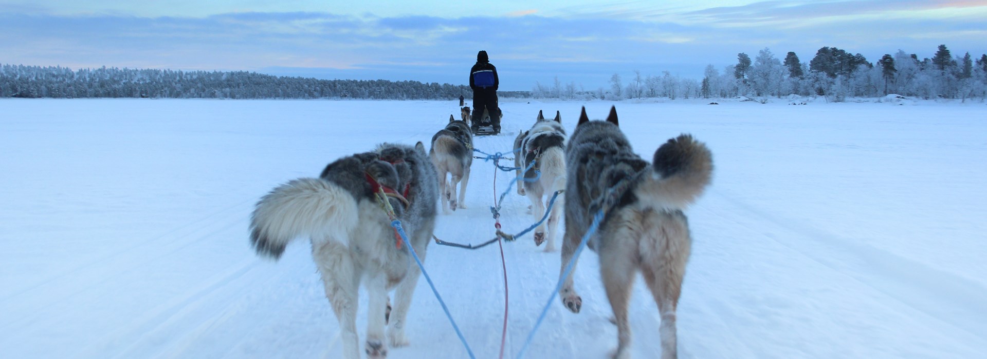 chien traineau circuit solo laponie