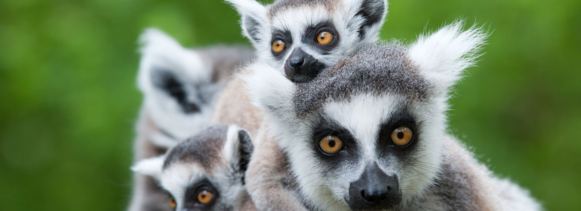 voyage madagascar Lémuriens