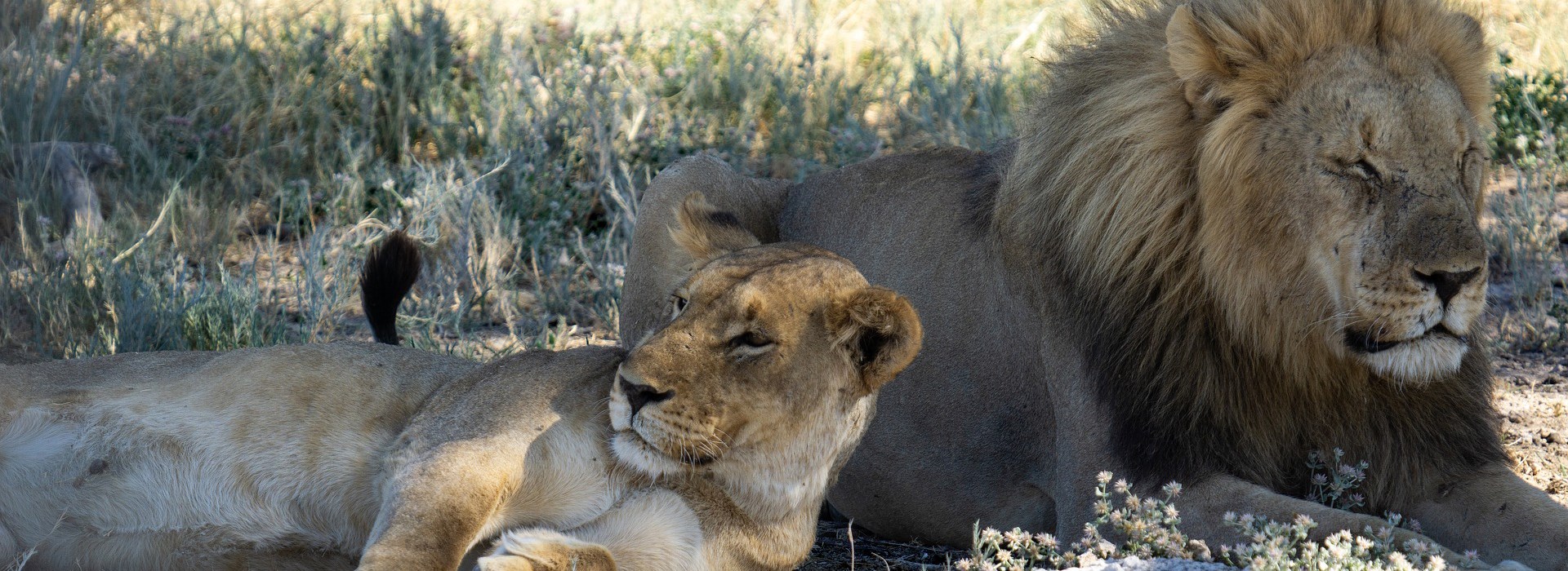 Parc Etosha Animaux Namibie