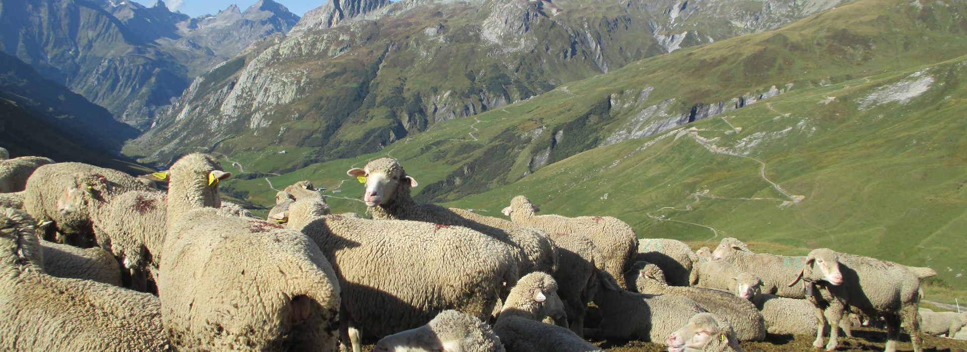 randonnée alpes mont blanc célibataire