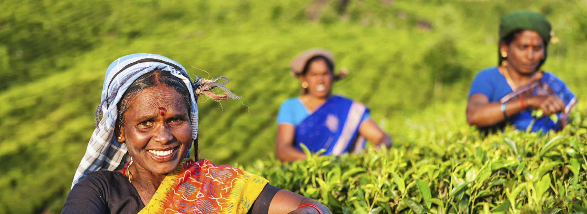 sri lanka plantations thé covoyageurs