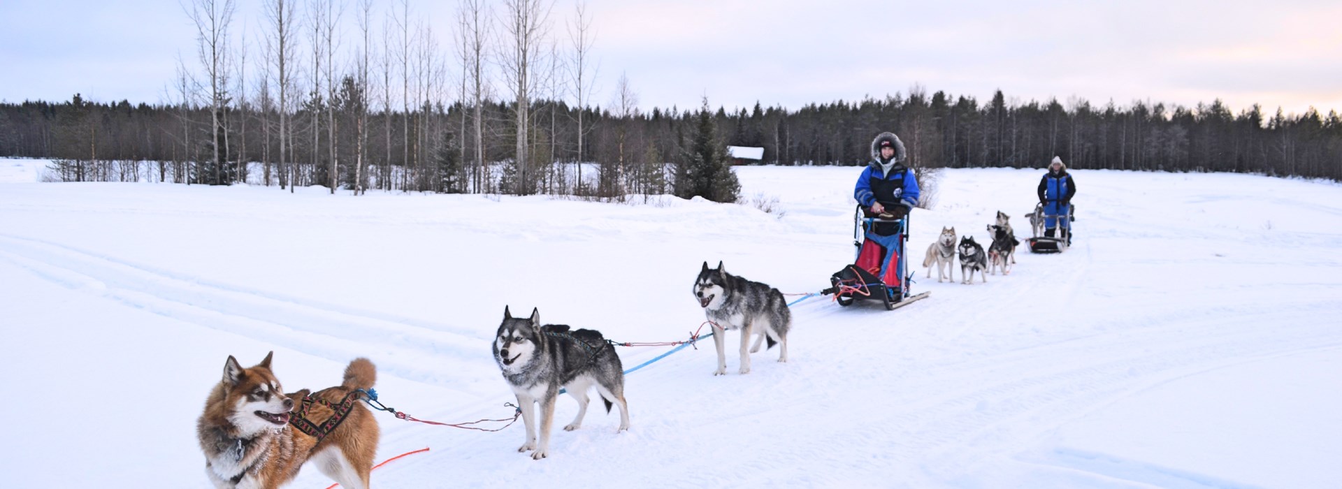 Chien de traineau en famille Laponie