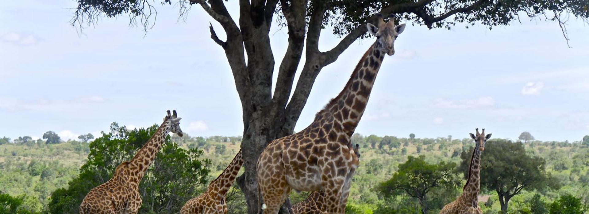 safari kenya covoyageurs
