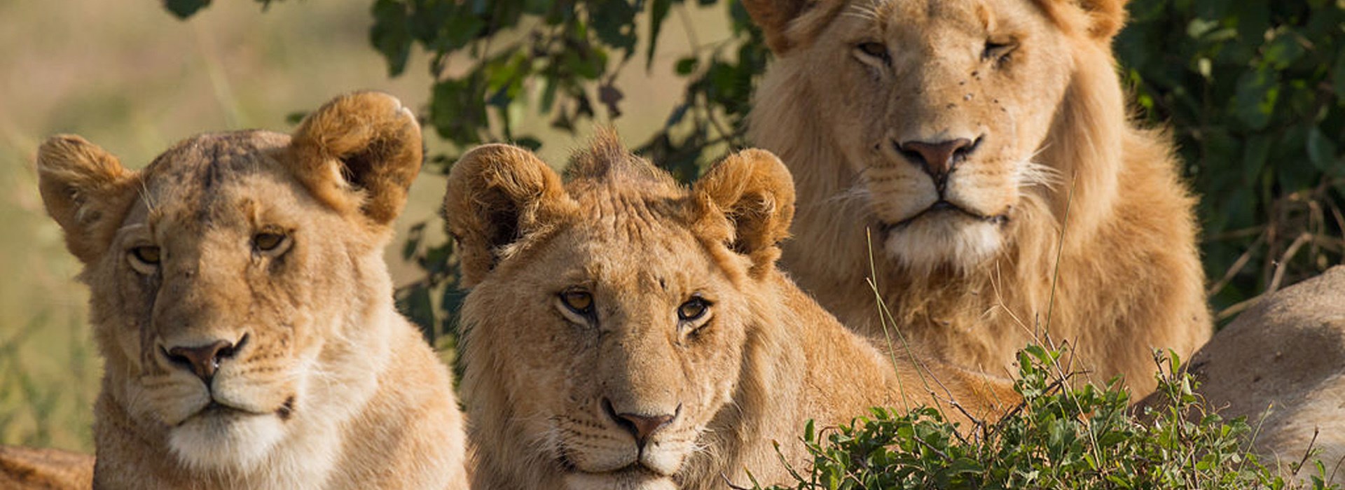 Circuit Kenya en Famille - A la recherche du Roi Lion