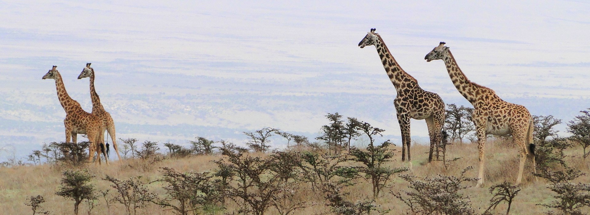 vacances partir seul safari tanzanie