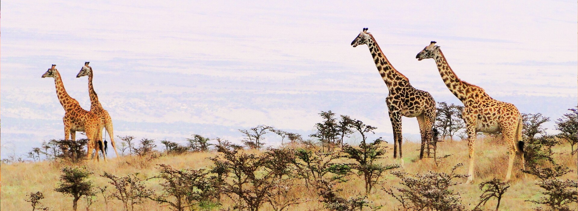 Circuit Tanzanie - Zanzibar - De la brousse à l’ile aux épices