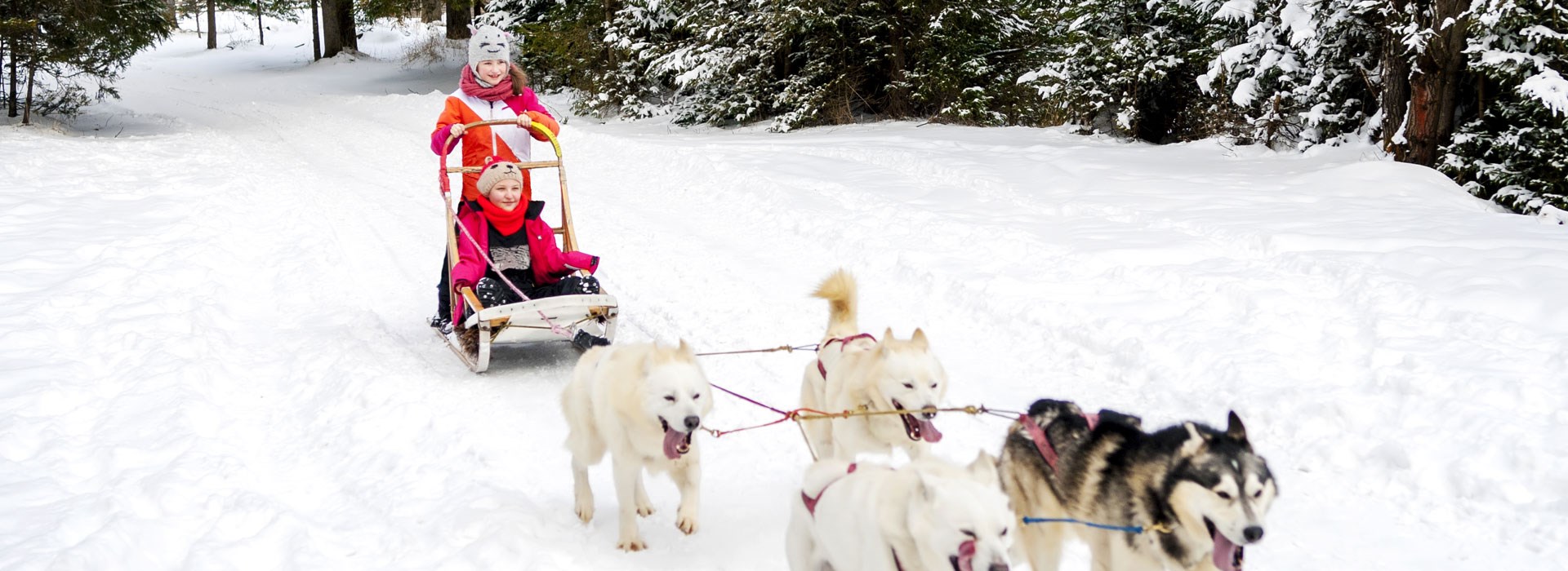 Chien de traineau famille hiver