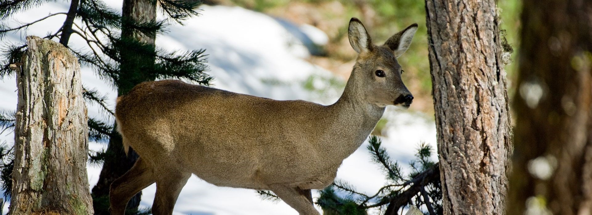 raquettes hiver celibataire