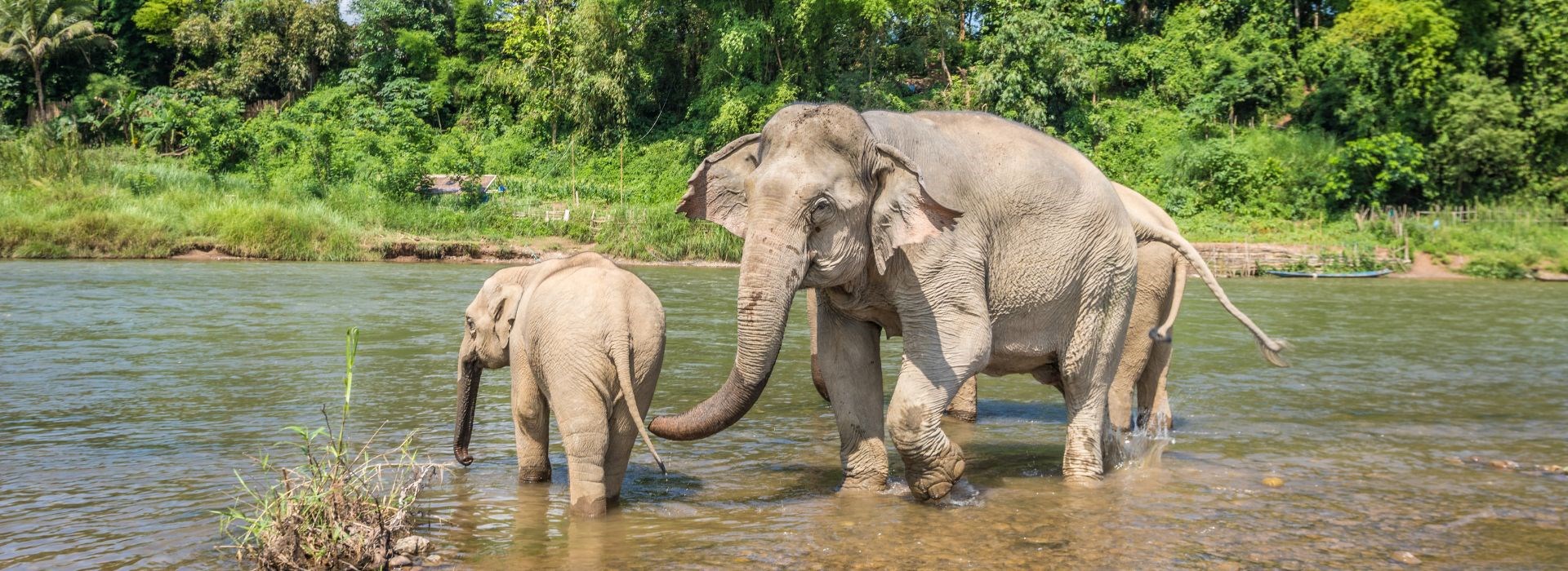 Voir un sanctuaire éthique pour éléphants au Laos