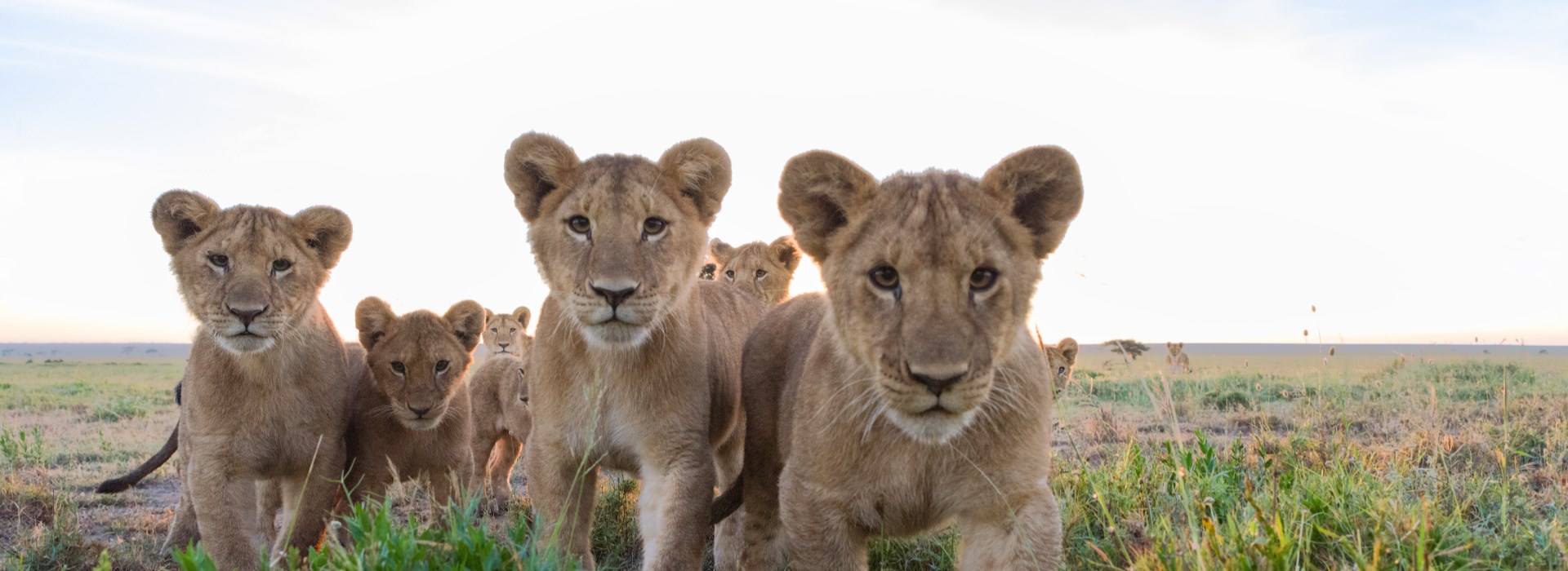 Circuit Tanzanie - Zanzibar - Safari, Paradis & Bikini