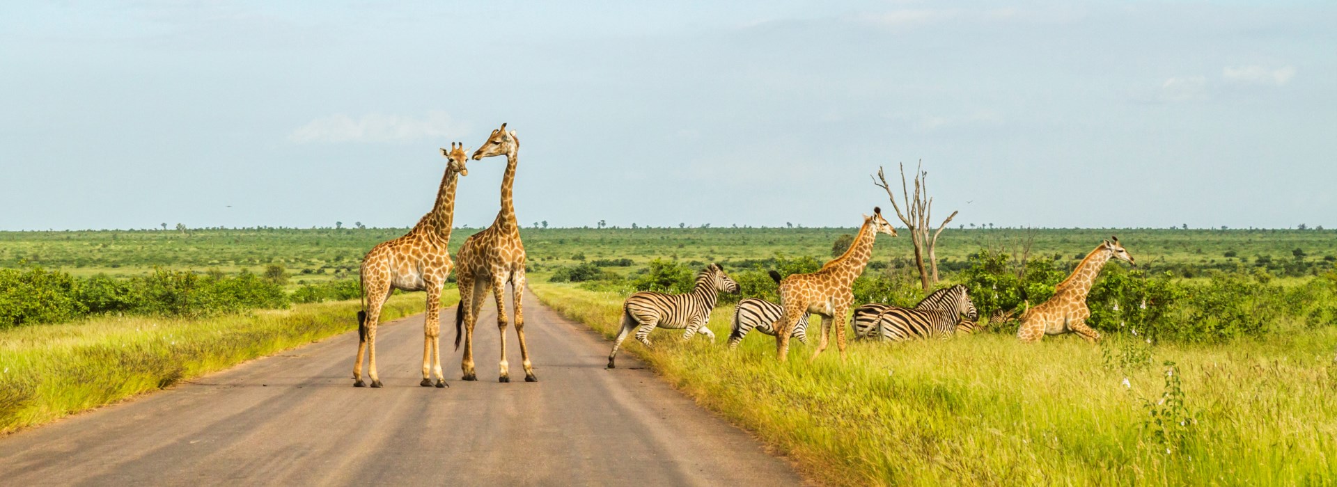 Parc Kruger