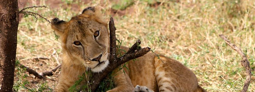 voyage parent solo circuit tanzanie safari